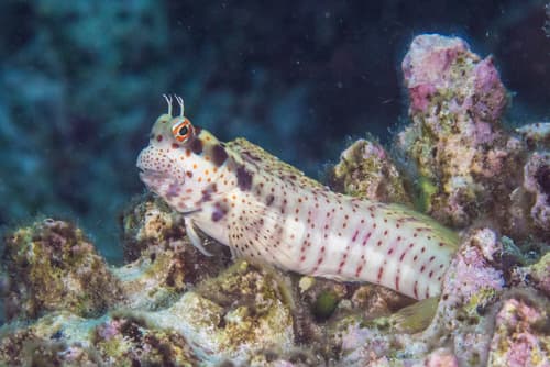 Redspotted Rockskipper