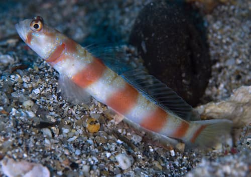 Redspotted Shrimpgoby