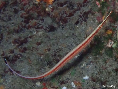 Redstripe Pipefish