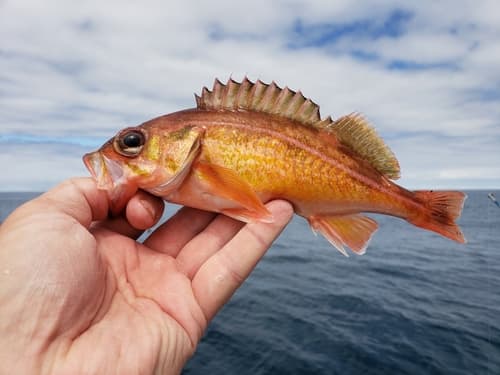 Redstripe Rockfish