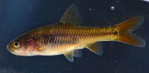 Redtail Barb