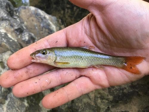 Redtail Chub