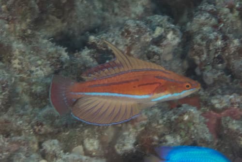Redtail Flasher Wrasse