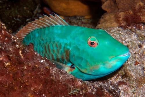 Redtail Parrotfish