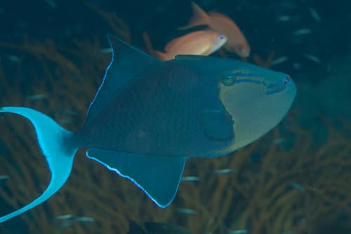Redtooth Triggerfish
