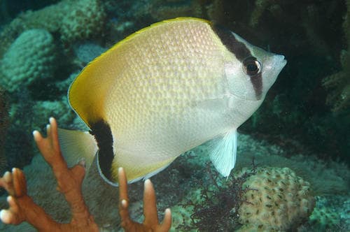 Reef Butterflyfish