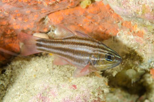 Reef-flat Cardinalfish