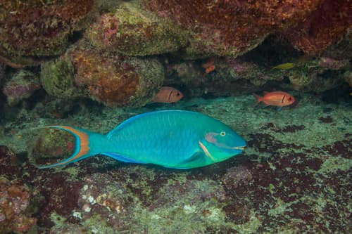 Reef Parrotfish
