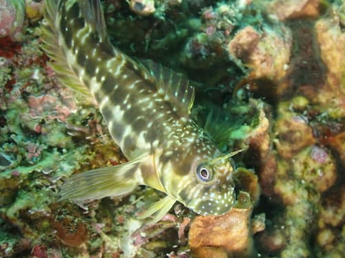 Reef Rockskipper