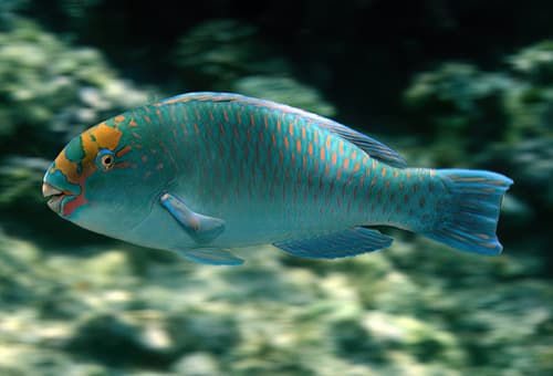 Reefcrest Parrotfish