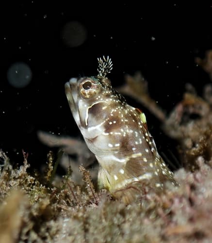 Reefsand Blenny