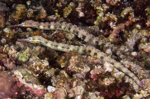 Reeftop Pipefish