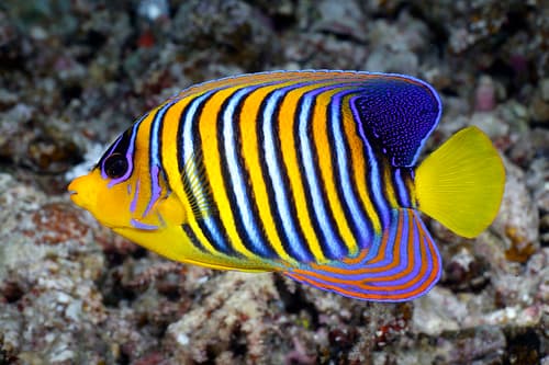 Regal Angelfish