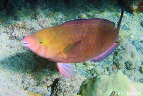 Regal Parrotfish