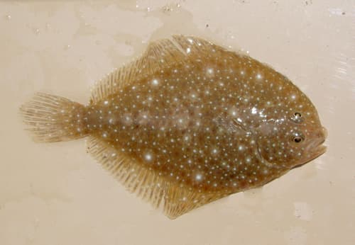 Remo Flounder