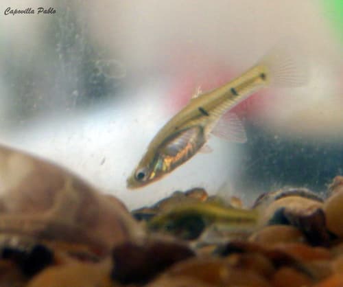 Resistencia Toothcarp