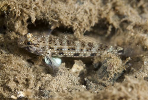 Reticulate Sandgoby