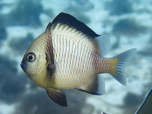 Reticulated Damselfish