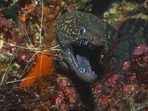 Reticulated Hookjaw Moray