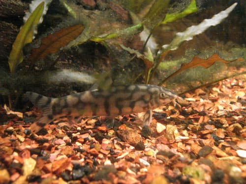 Reticulated Loach
