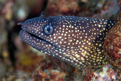 Reticulated Moray