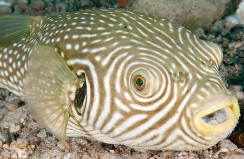 Reticulated Puffer