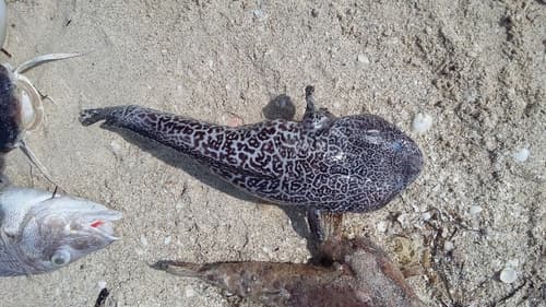 Reticulated Toadfish