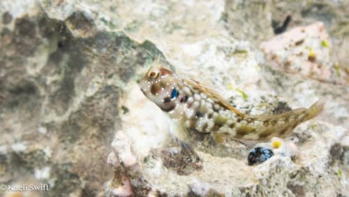 Snow's Blenny