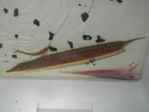 Long-nosed Knifefish