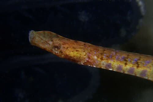 Rhino Pipefish