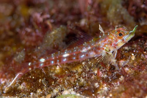 Rhinoceros Triplefin