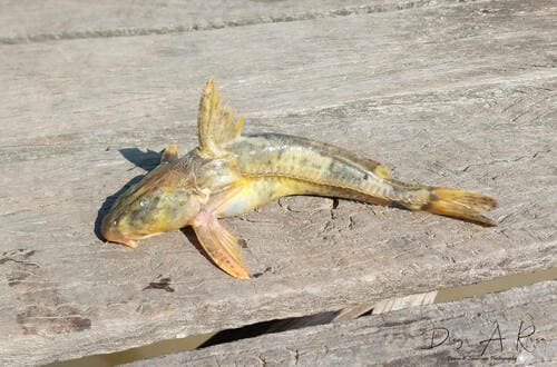 Rhinodoras dorbignyi