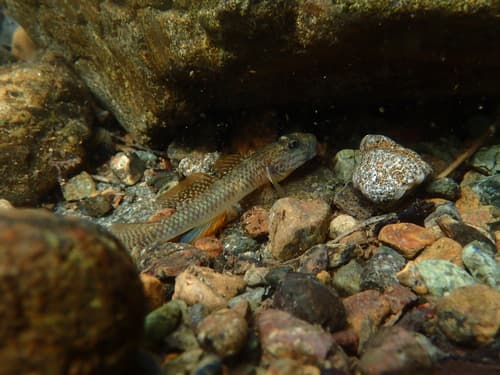 Estrella Goby
