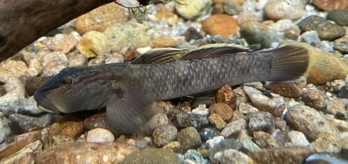 Rhinogobius fluviatilis