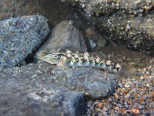 Lanyu Goby