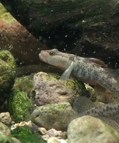 Rhinogobius lentiginis