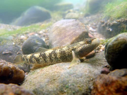 Rhinogobius mekongianus