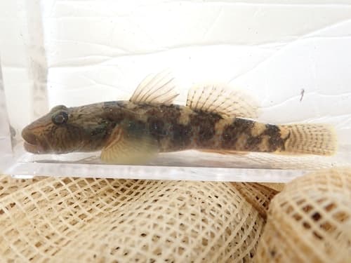 Nagoya Goby