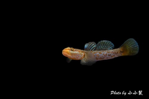 Black Goby