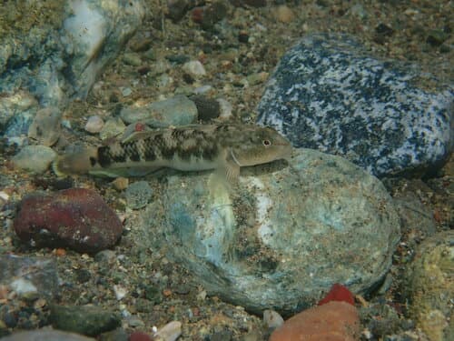 Rhinogobius philippinus