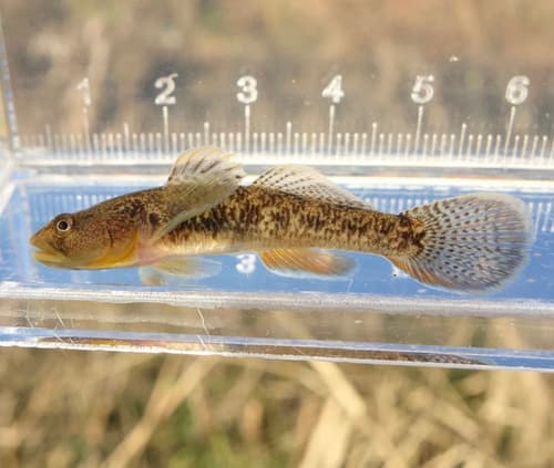 Rhinogobius telma