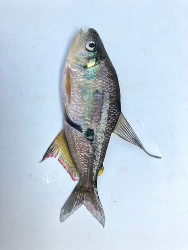 Highfin Rhoadsia
