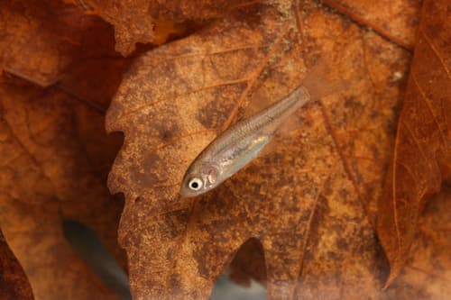 Rhodes minnow