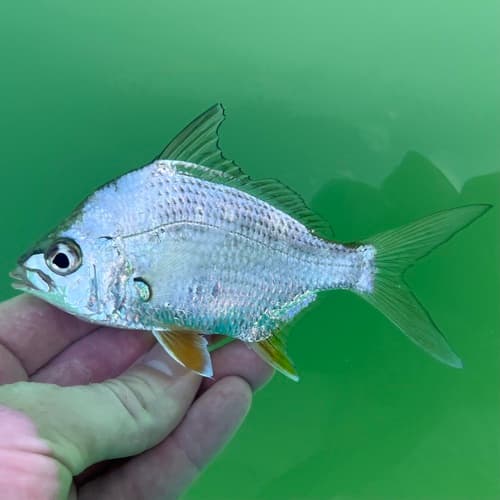 Rhombic Mojarra