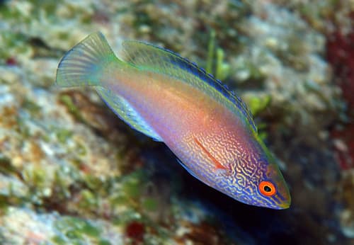Rhomboid Wrasse