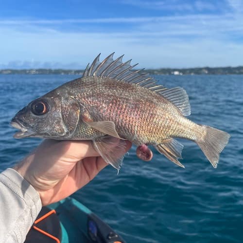 Rhonciscus approximans