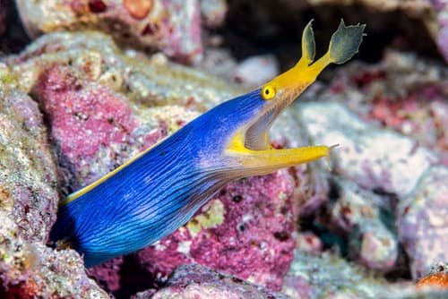 Ribbon Eel