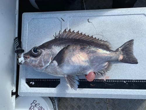 Richardson's Boarfish