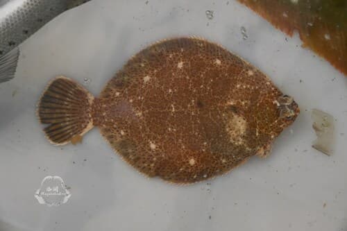 Ridge-eyed Flounder