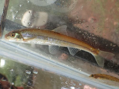 Riffle Minnow